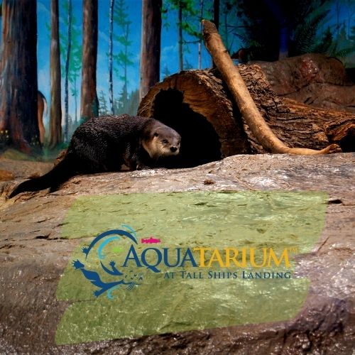 Aquatarium in Brockville - Animals & Zoos in EASTERN ONTARIO Summer Fun Guide