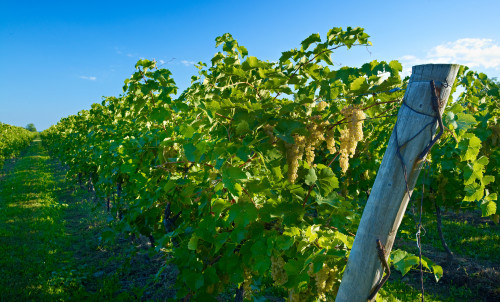Magnotta Winery - Canada's most award winning winery!