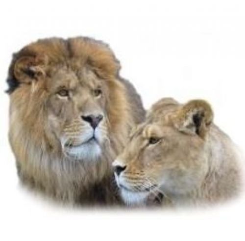 Jungle Cat World Zoological Park and Bed & Breakfast in Orono - Accommodations, Resorts, Campgrounds & Spas in  Summer Fun Guide