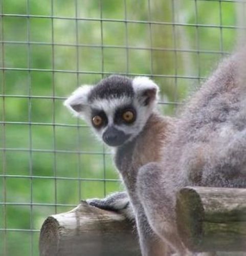 Saunders Country Zoological Sanctuary  in  RR # 1 Oxford Station - Animals & Zoos in EASTERN ONTARIO Summer Fun Guide